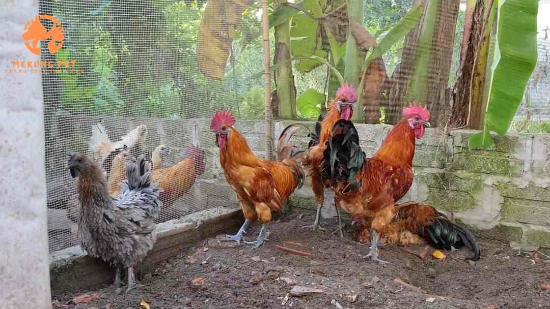 Các Bệnh Thường Gặp Của Giống Gà Đen H Mông Là Gì? Cách Điều Trị Ntn
