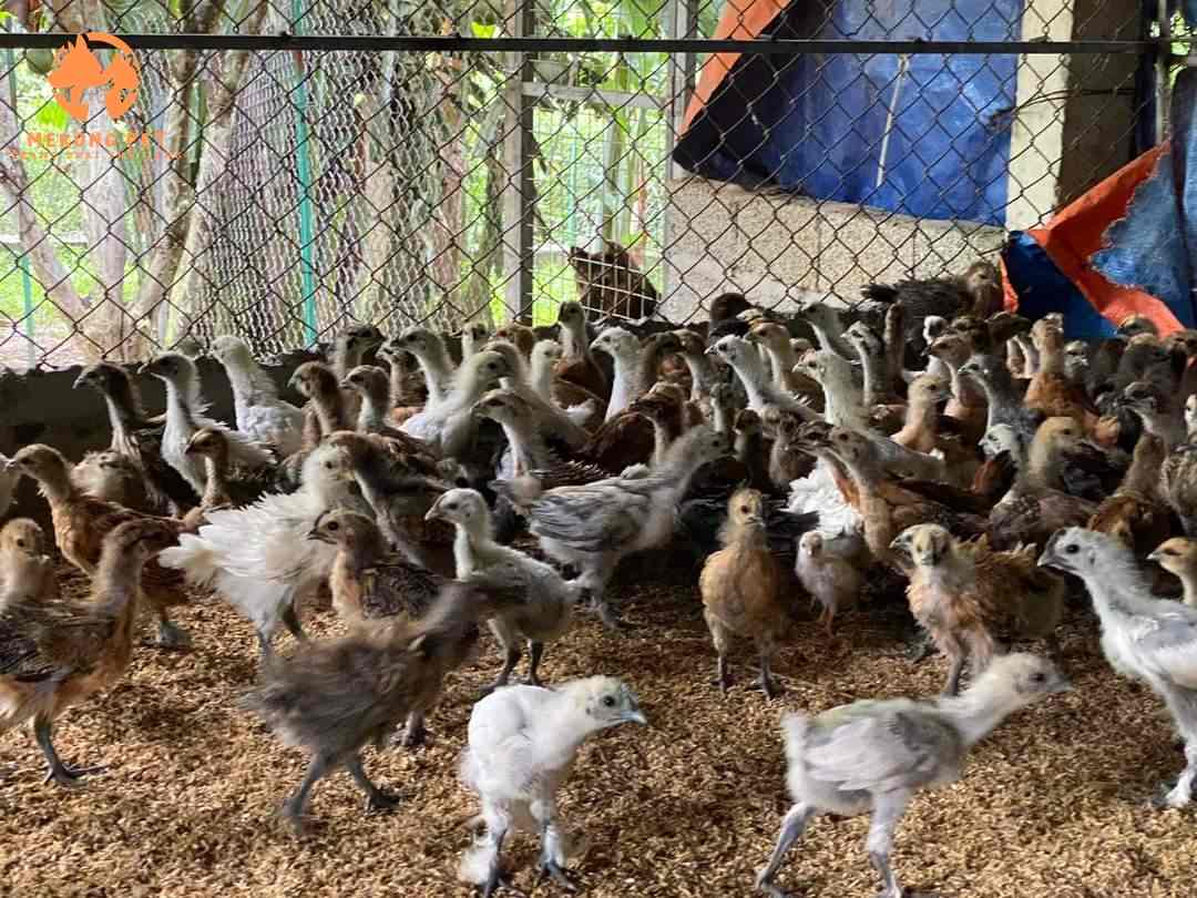 Gà Đen H Mông Có Mấy Loại: Cách Phân Biệt Như Thế Nào