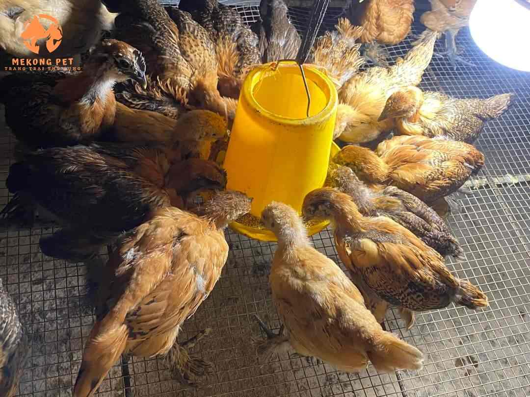 Hướng Dẫn Cách Nuôi Giống Gà Đen H Mông Thuần Chủng Mang Lại Hiệu Quả Cao