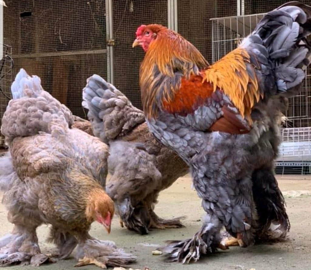 Gà kỳ lân đẹp tại trang trại gà kỳ lân Mekong Pet
