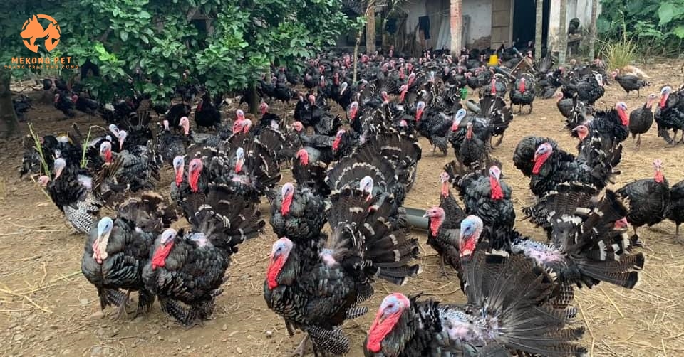 Gà tây giống được thả rông bán tự nhiên nên lớn rất nhanh