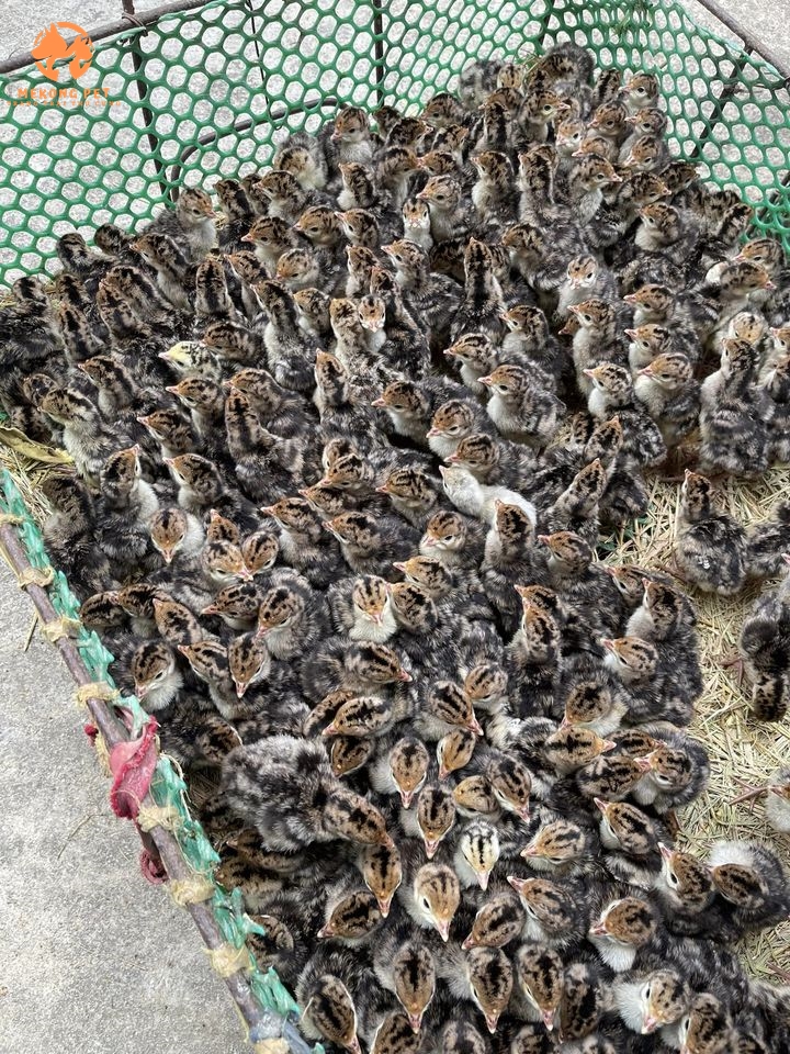 Chuồng úm gà tây con được che chắn kín đáo nhằm đảm bảo sổ lượng. Sàn lót rơm hoặc trấu để giữ hơi ấm cho gà tây con