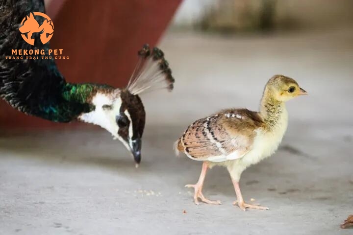 Bí Quyết Nuôi Chim Công Con Thành Công