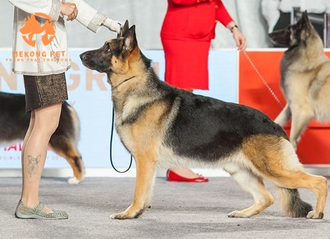Phân Biệt Chó Béc Bỉ Malinois Và Chó Becgie Đức