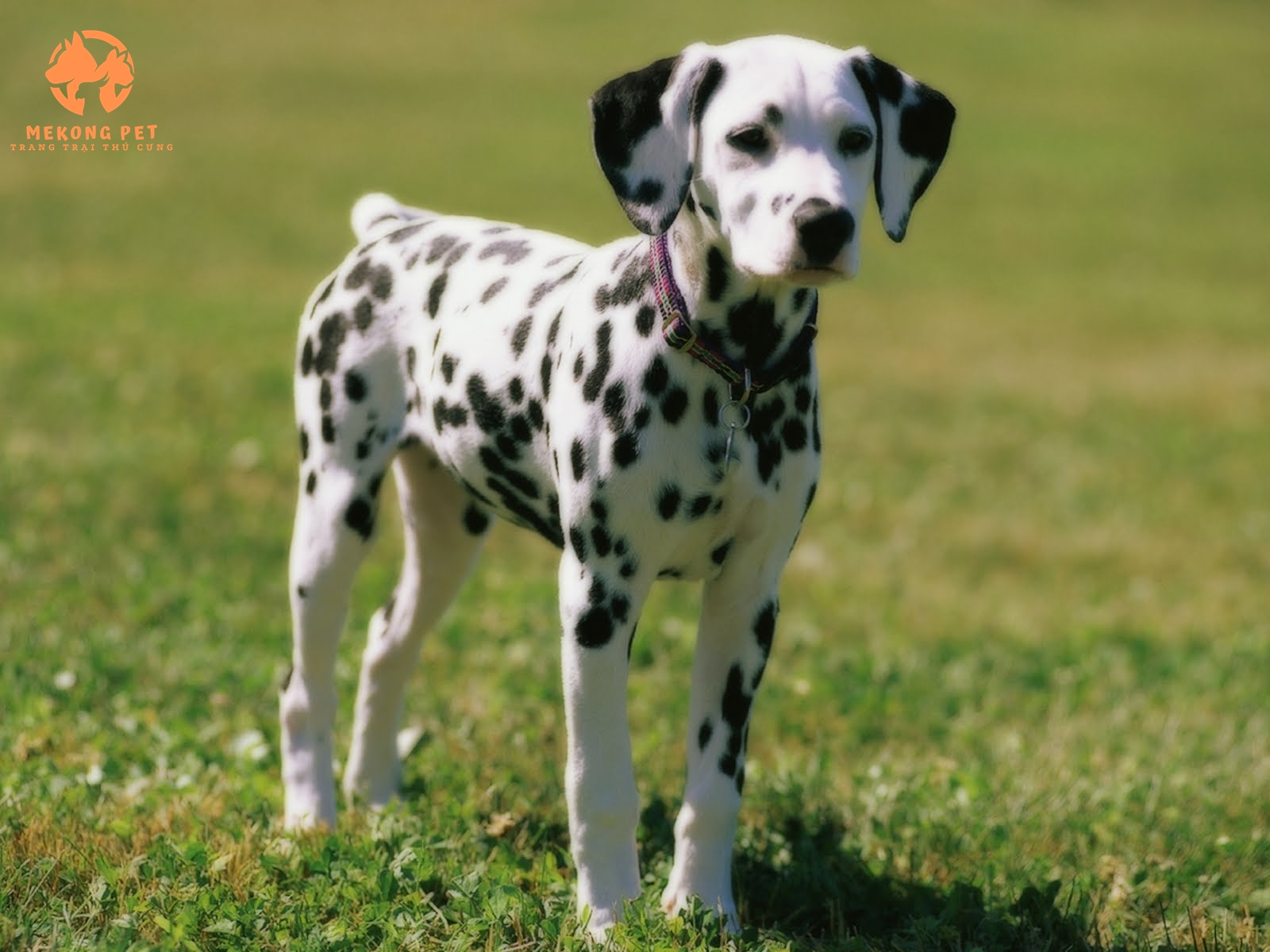 Các Bệnh Thường Gặp Ở Chó Đốm Dalmatian Thuần Chủng