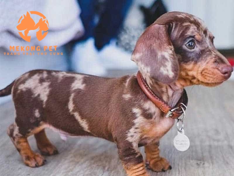 Giống chó lạp xưởng dể nhận biết bởi thân hình dài đòn như cây xúc xích , tai xẹp không dựng