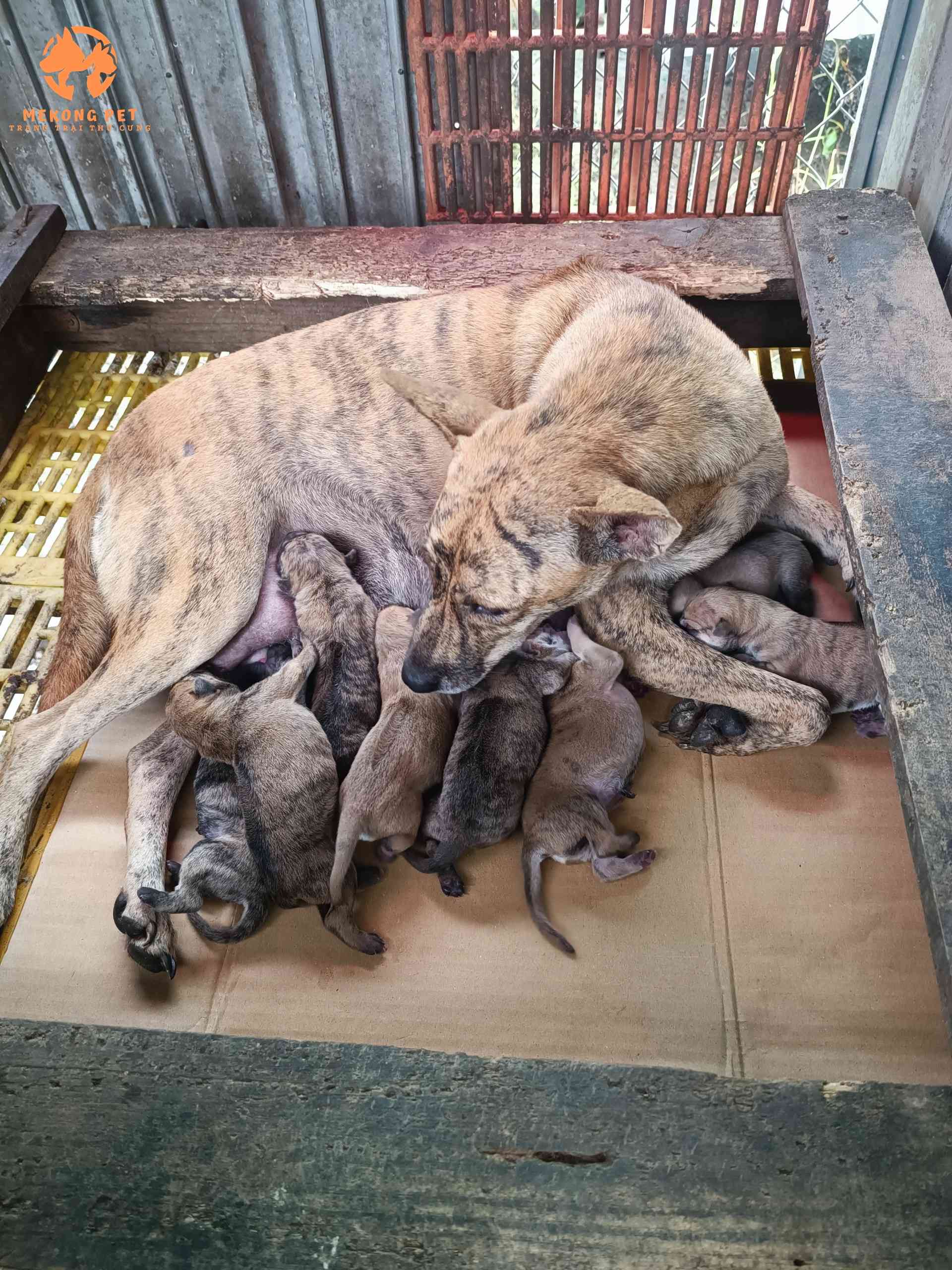 Chó phú quốc mới để có sức đề kháng rất yếu