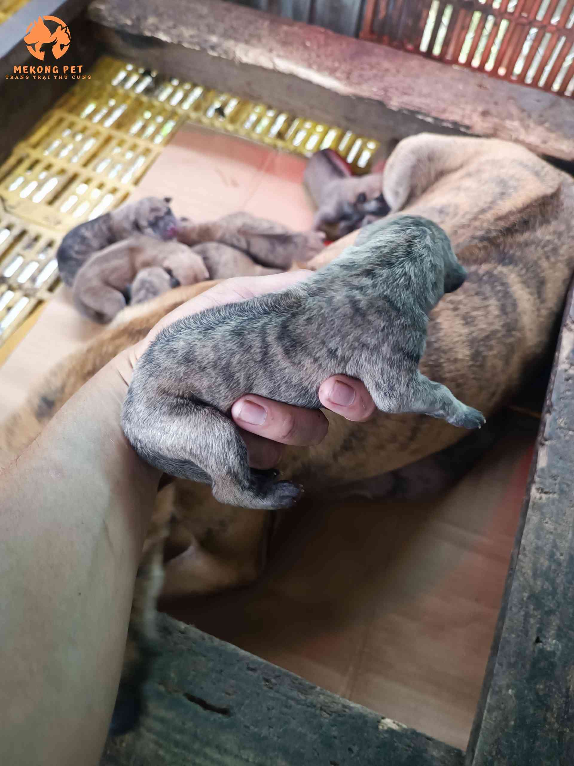 Chó phú quốc con mới đẻ đã có xoáy trên lưng