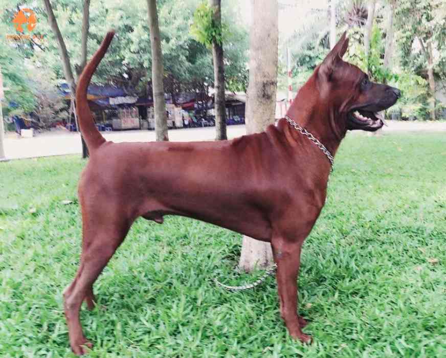 Phân Biệt Chó Phú Quốc Và Chó Xoáy Thái, Khác Và Giống Nhau Điểm Nào