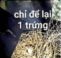 Để lại 1 quả trứng để làm mồi cho gà đẻ vào đó tiếp