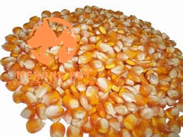 Hạt ngô là món khoái khẩu của chim công