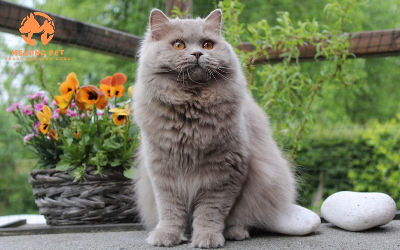 Mèo Anh lông dài là một giống mèo nuôi ở nhà, tên tiếng Anh là British Longhair Cat và tên viết tắt theo tiếng Việt là Ald.