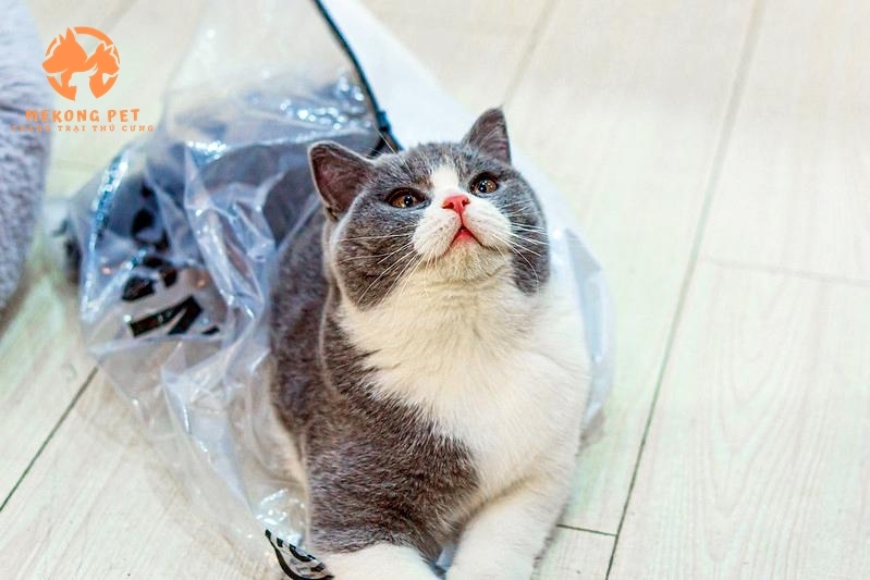 Mèo anh lông ngắn thuần chủng rất dể thương, thân thiện