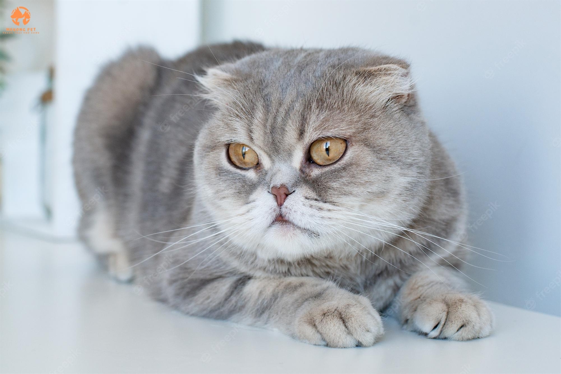 Mèo anh lông ngắn tai cụp màu tabby