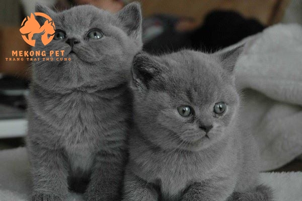 Mèo anh lông ngắn con giá rẻ hơn mèo anh lông ngắn trưởng thành