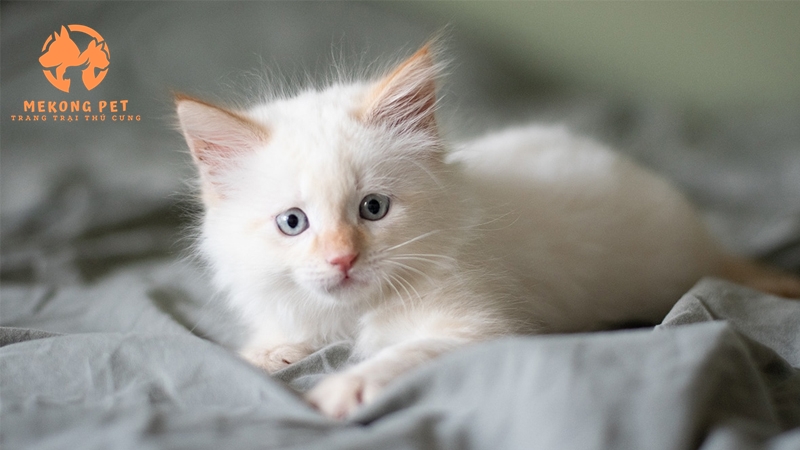Mua mèo ragdoll con giống từ 2-3 tháng tuổi để dể nuôi dạy ngay từ đầu