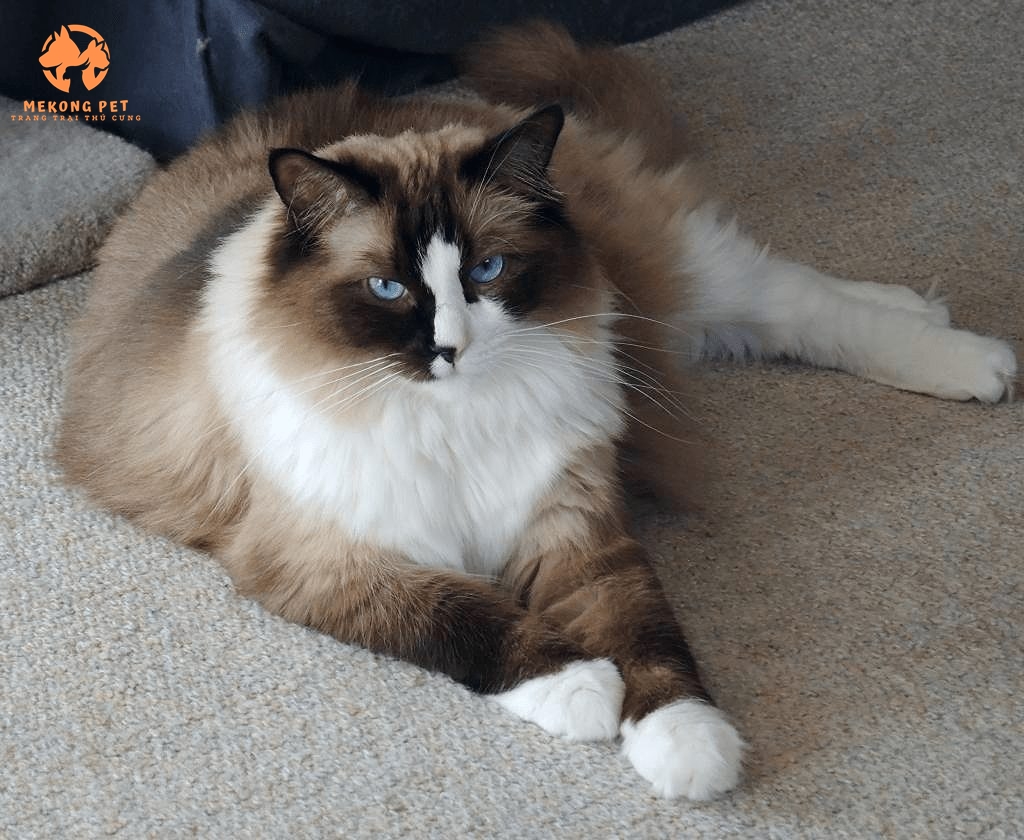 Muốn mua mèo ragdoll nên tìm đến các đơn vị uy tín để mua sắm an toàn