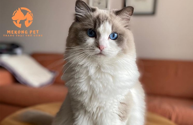 Nuôi mèo ragdoll có khó không?