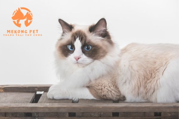 Mèo ragdoll được giới trẻ tìm mua để làm cảnh và làm bạn