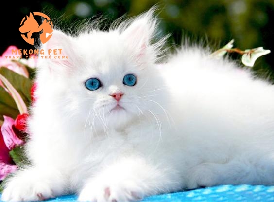 Mua Bán Giống Mèo Anh Lông Dài Thuần Chủng Tại TpHCM