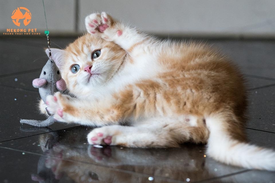Mua Bán Giống Mèo Anh Lông Ngắn Thuần Chủng
