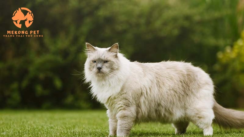 Mua Bán Mèo Ragdoll Thuần Chủng Tại Tphcm, Bình Dương, Đồng Nai