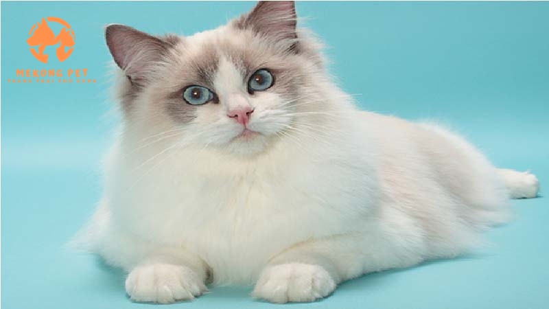 Mua Bán Mèo Ragdoll Thuần Chủng Tại Tphcm, Bình Dương, Đồng Nai