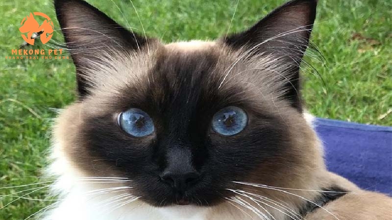 Mua Bán Mèo Ragdoll Thuần Chủng Tại Tphcm, Bình Dương, Đồng Nai