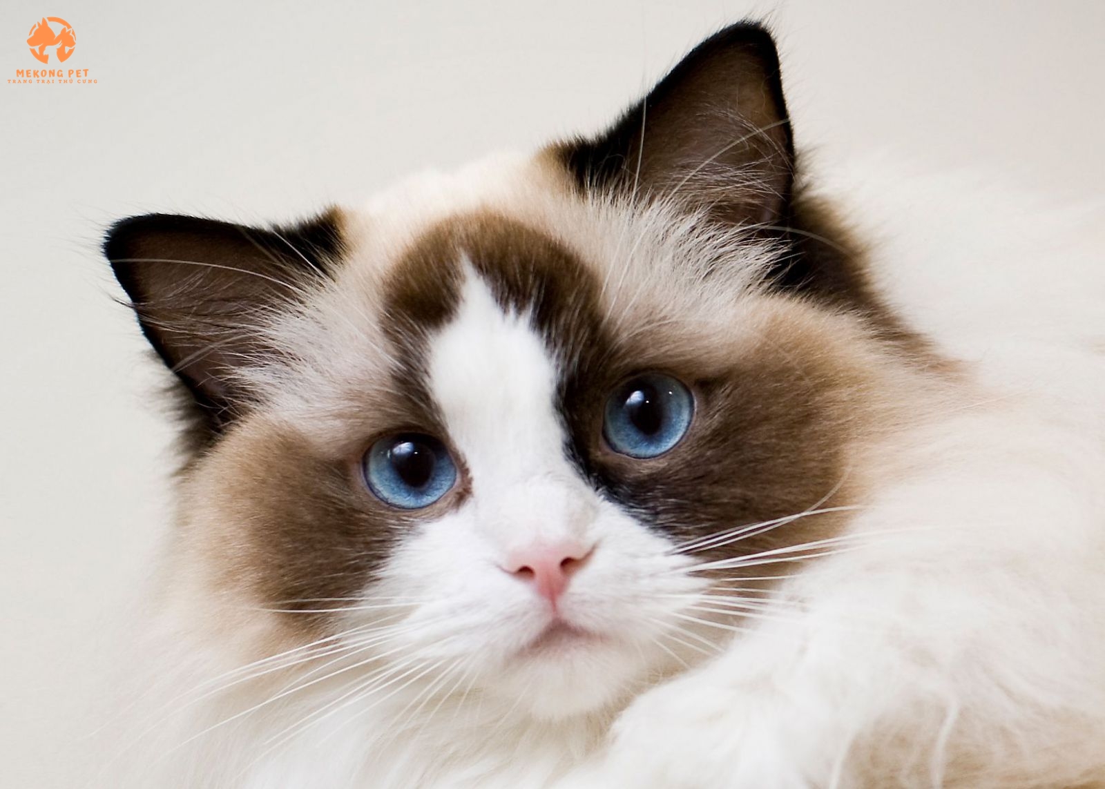 Mua Bán Mèo Ragdoll Thuần Chủng Tại Tphcm, Bình Dương, Đồng Nai