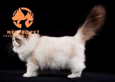 Mua Bán Mèo Ragdoll Thuần Chủng Tại Tphcm, Bình Dương, Đồng Nai