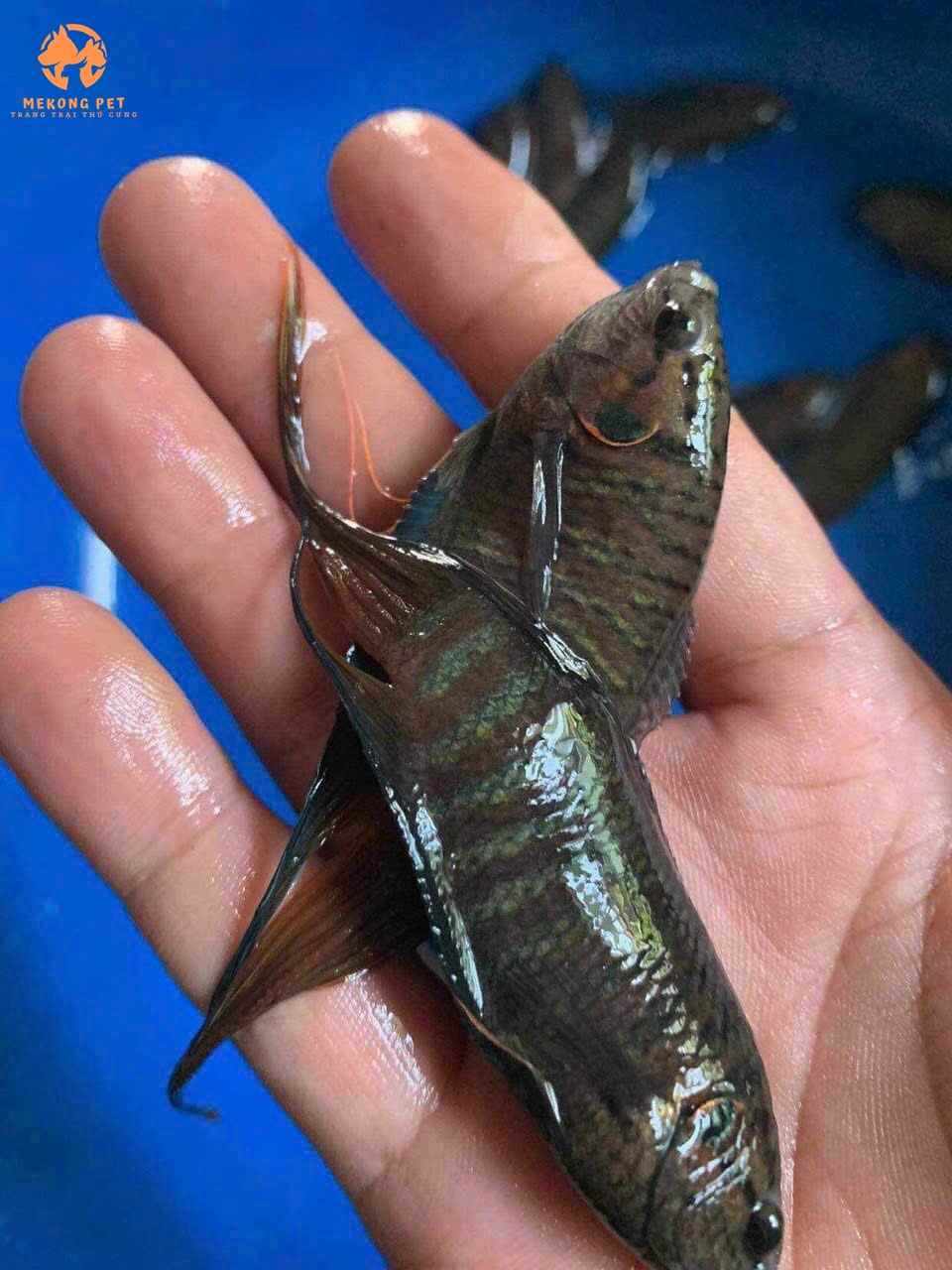 Cận cảnh cá cở ruộng, ký ức của tuổi thơ