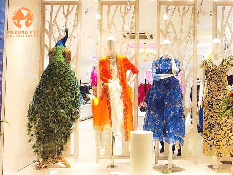 Chim công tiêu bản dành cho tầng lớp nhiều tiền, nhiều tài sản