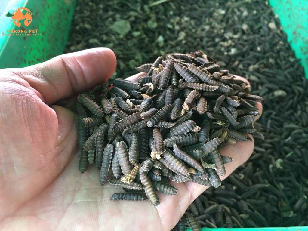 sâu canxi sấy khô được làm từ sâu canxi già ngày, cuối chu kì sinh sống