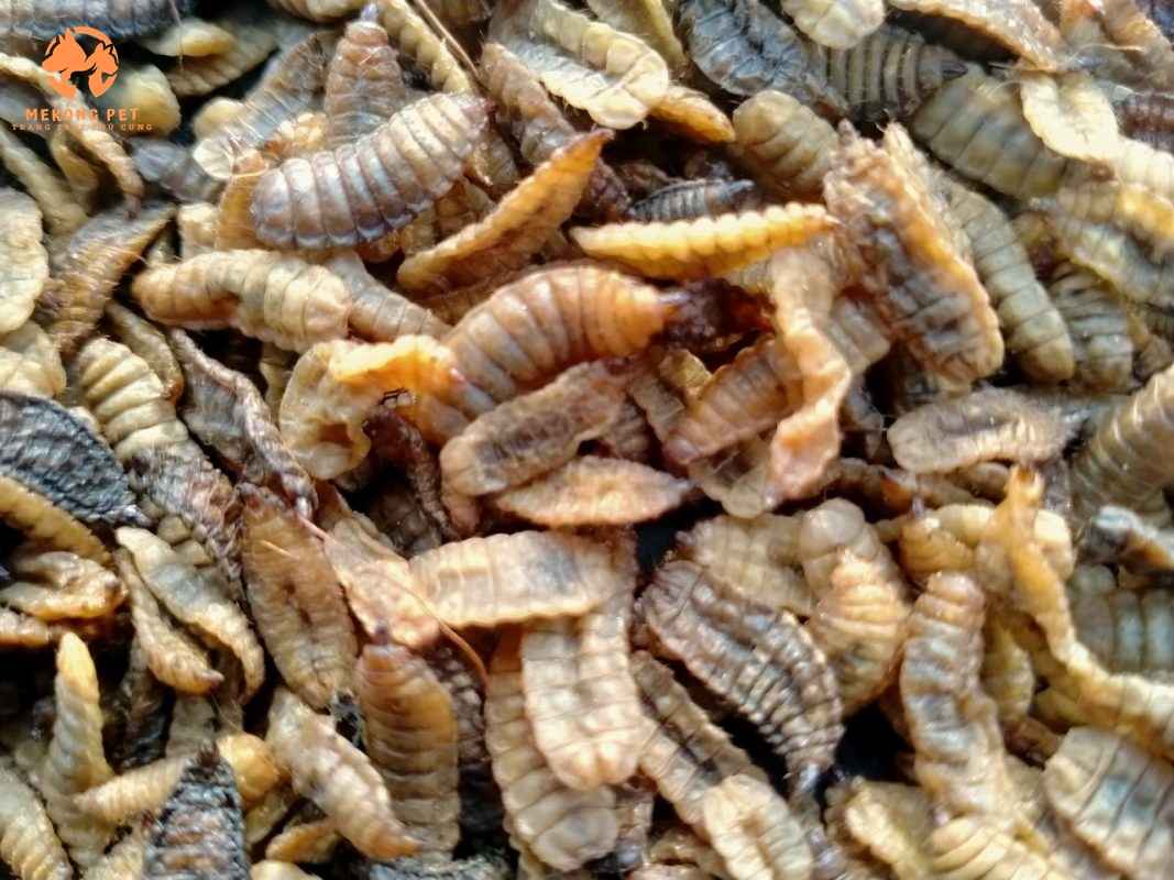 Cung cấp và phân phối sâu canxi sấy khô giá rẻ toàn quốc