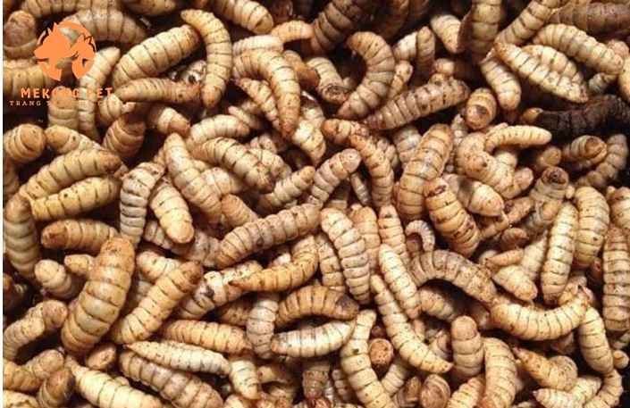 Cận cảnh sâu canxi sắp được đem đi sấy khô và đóng vào bịch bảo quản