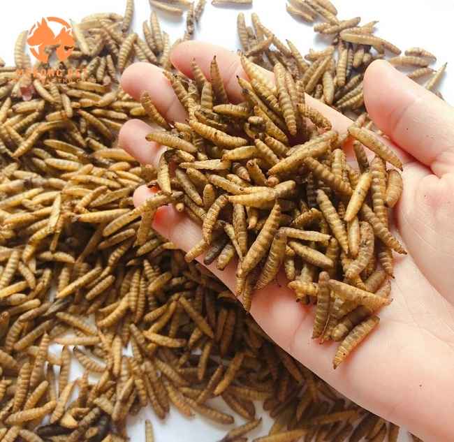 Sâu canxi sấy khô được sử dụng làm thức ăn bổ sung dinh dưỡng cho gia súc, gia cầm