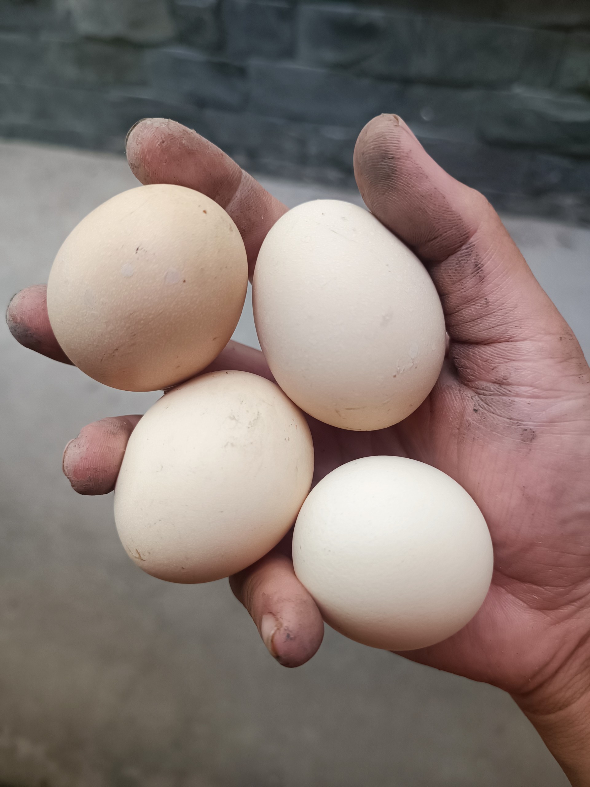 Trứng gà chọi đẹp được tuyển chọn để làm giống