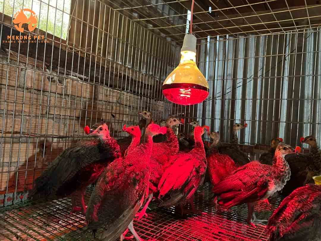 Trại Mua Bán Chim Công Giống Tại HCM, Bình Dương, Đồng Nai, Vũng Tàu