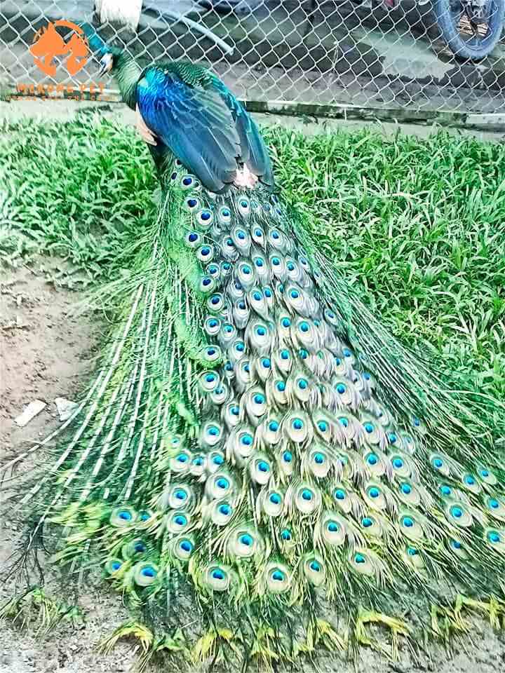 Chim công mang ý nghĩ quan trọng và sâu sắc đến đời sống tâm linh của người Việt