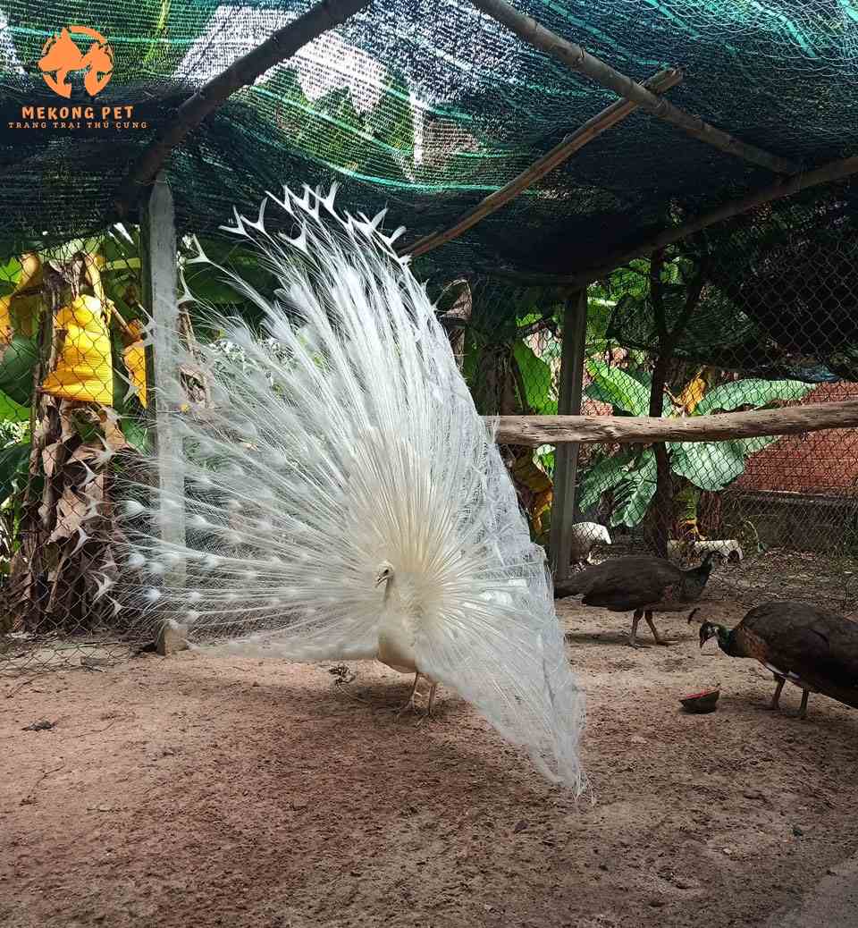 Chim công trắng là những cá thể hiếm hoi bị đột biến