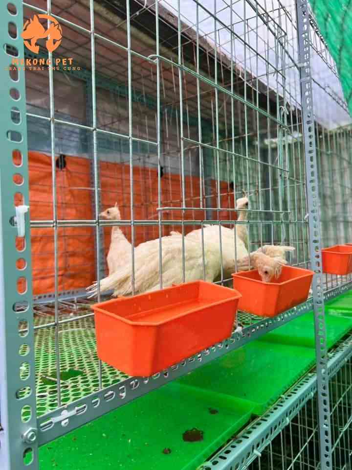Chim công giống được chăm sóc như nuôi gà kiểng