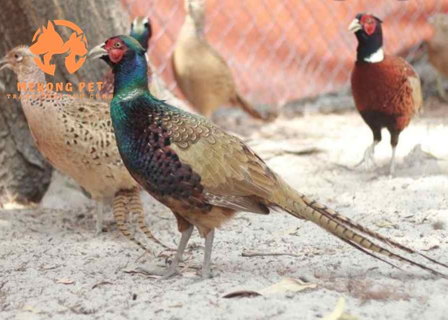 Bán chim trĩ xanh giống từ 1 tháng tuổi đến trưởng thành