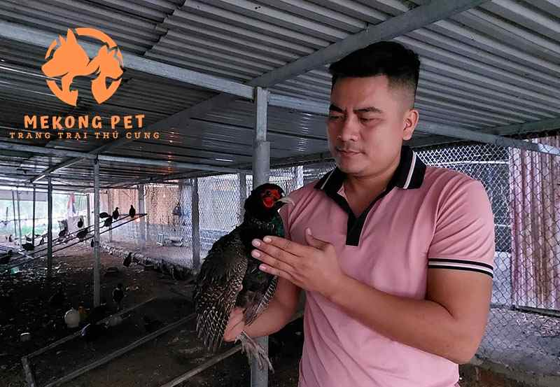 Chim trĩ được nhiều người chăn nuôi chọn làm kinh tế