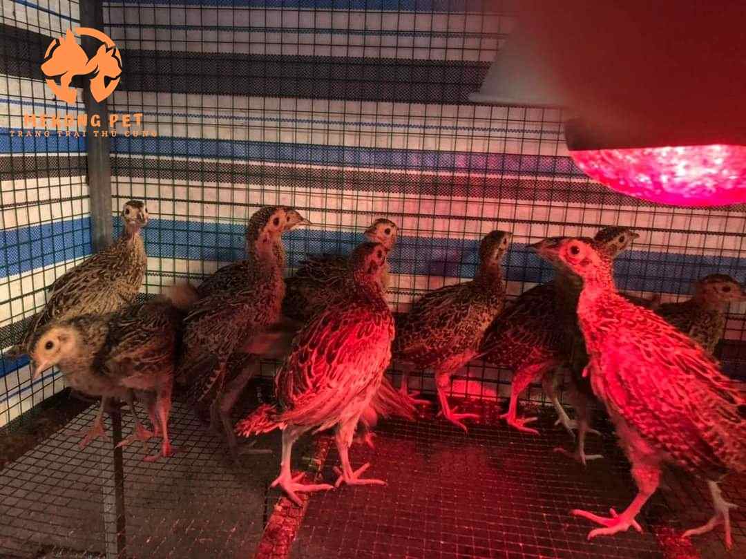 chim con cần được sưởi đèn và che chắn mưa gió cẩn thận