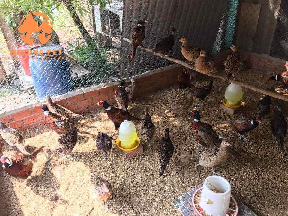 Chim Trĩ Đỏ Giá Bao Nhiêu Hiện Nay