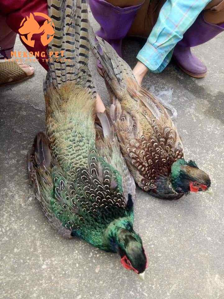 Kỹ Thuật Nuôi Chim Trĩ Xanh, Chim Trĩ Đỏ Hiệu Quả Mới Nhất