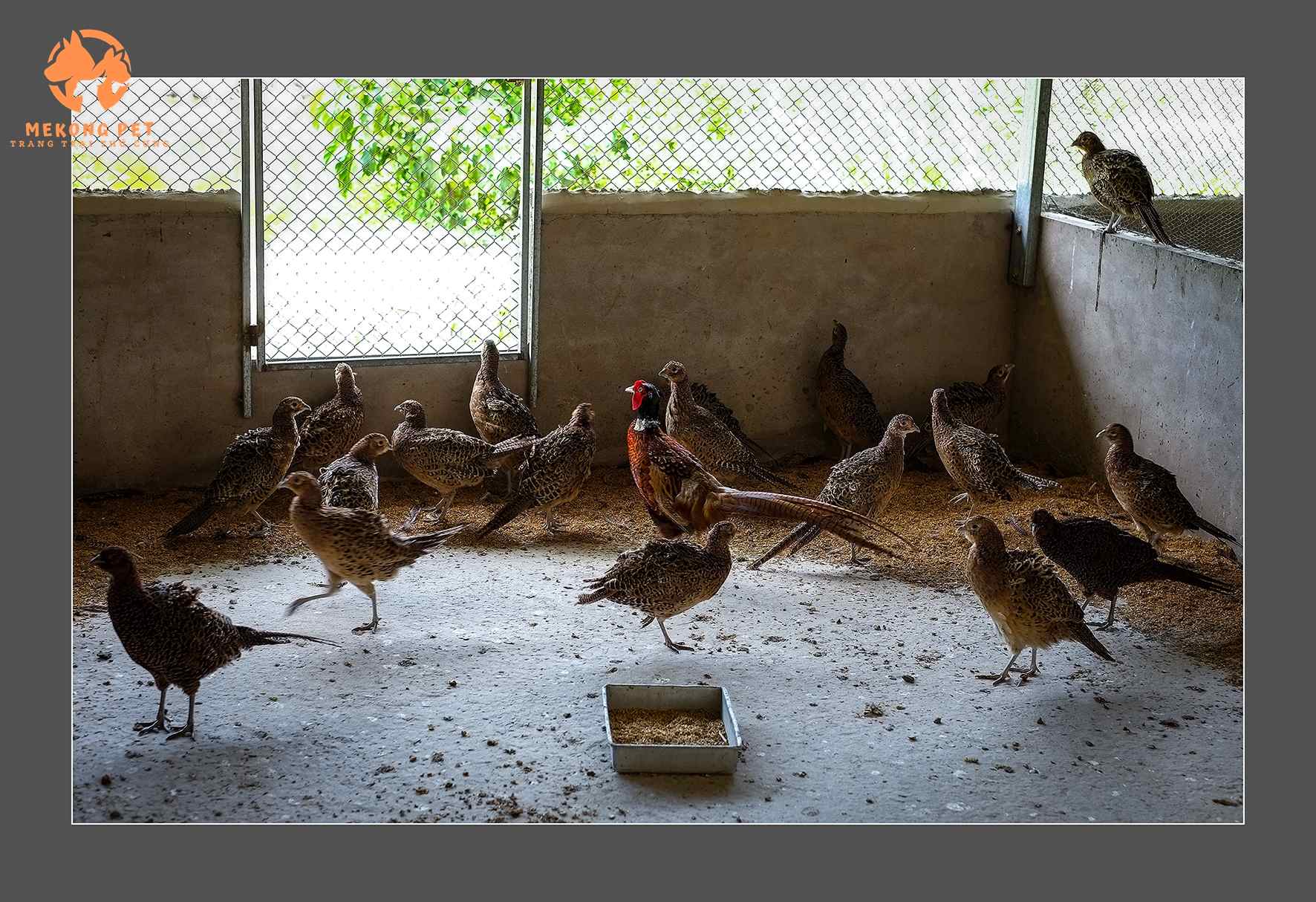 Nên làm chuồng cố định để khai thác được nhiều năm ổn định