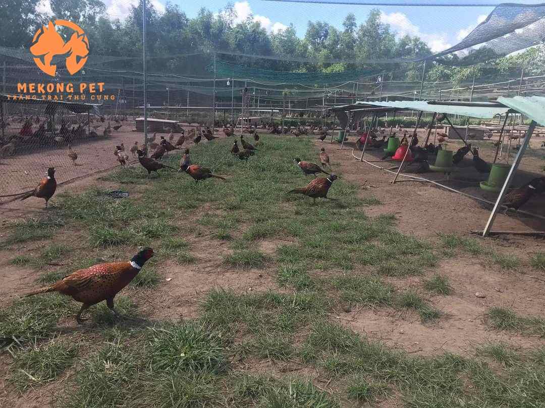 Có thể tận dụng đất vườn trống để nuôi chim trĩ thả vườn rất tốt