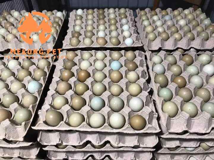 Bán trứng chim trĩ xanh có cồ dùng để ấp