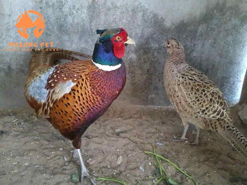 Chim trĩ là loài chim quý hiếm, có giá trị dinh dưỡng và kinh tế cao